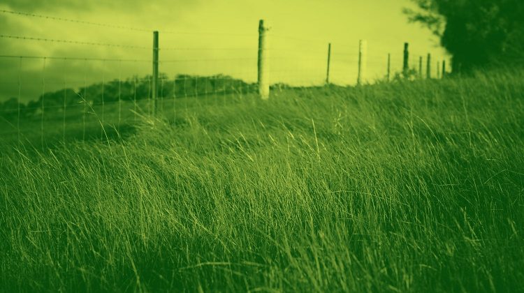 The Grass Isn’t as Green as We Might Think Behind that seemingly perfect post is often stuff that’s just downright messy by Matthew Simpson | MatthewSimpson.com